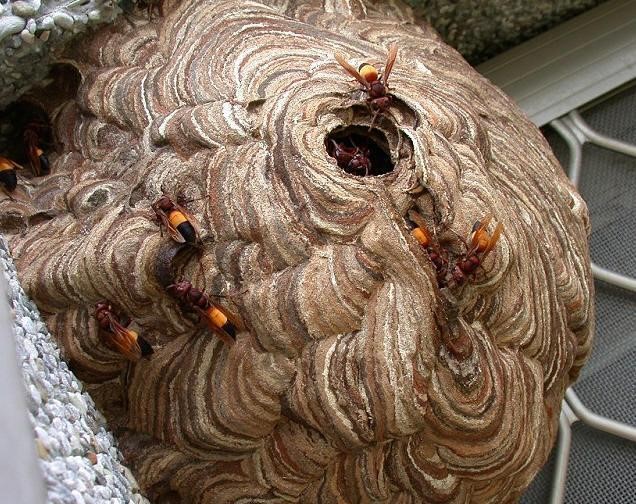 Ong bắp cày làm tổ trong nhà làm gì? Điềm báo gì?